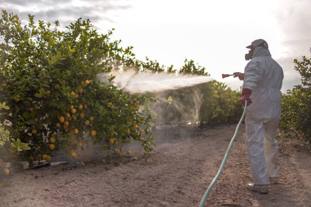 Trusted Three Rivers, OR Pest Control Experts