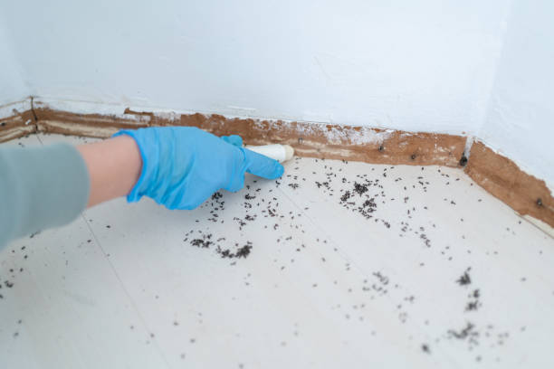 Best Best Pest Control Companies  in Three Rivers, OR